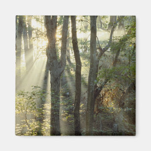 Sonnenaufgang durch Eichen- und Hickorywald, Magnet