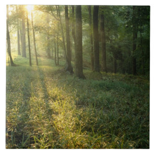 Sonnenaufgang durch Eichen- und Hickorywald, Mammo Fliese