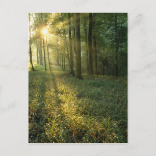 Sonnenaufgang durch Eichen- und Hickorywald, Mammo Postkarte