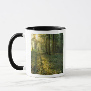 Sonnenaufgang durch Eichen- und Hickorywald, Mammo Tasse