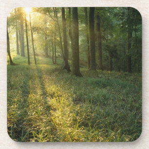 Sonnenaufgang durch Eichen- und Hickorywald, Mammo Untersetzer