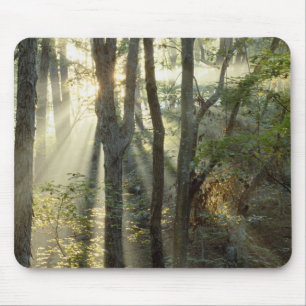 Sonnenaufgang durch Eichen- und Hickorywald, Mousepad