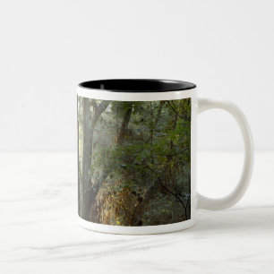 Sonnenaufgang durch Eichen- und Hickorywald, Zweifarbige Tasse