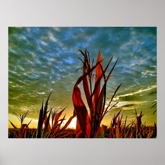 Sonnenaufgang in Cornfield Poster (Vorne)