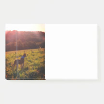 Sonnenaufgang Landschaft mit Hund