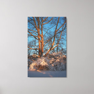 Sonnenaufgang, Schnee und Sycamore Leinwanddruck