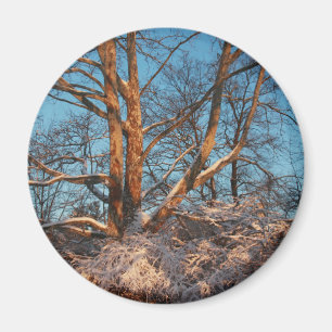 Sonnenaufgang, Schnee und Sycamore Magnet