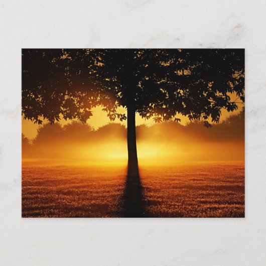 Sonnenaufgang, Silhouette der Bäume, Postkarte (Vorderseite)