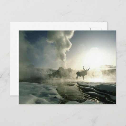 Sonnenaufgang Silhouette Elk am Burg Geyser Postkarte (Vorne/Hinten)