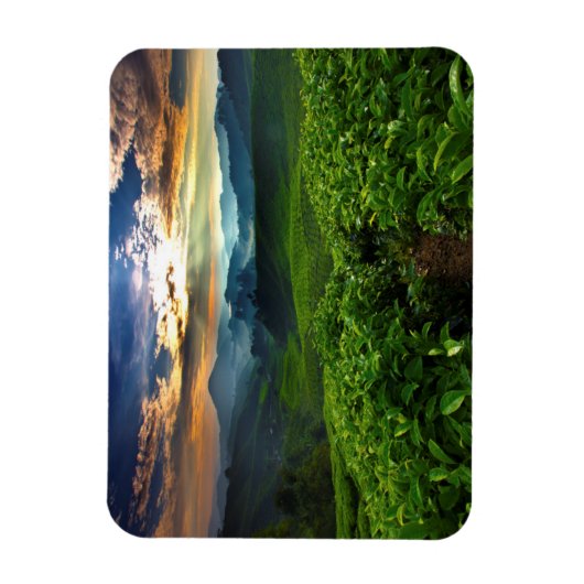 Sonnenaufgang über der Teefarm Magnet (Vertikal)