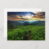 Sonnenaufgang über der Teefarm Postkarte (Vorne/Hinten)