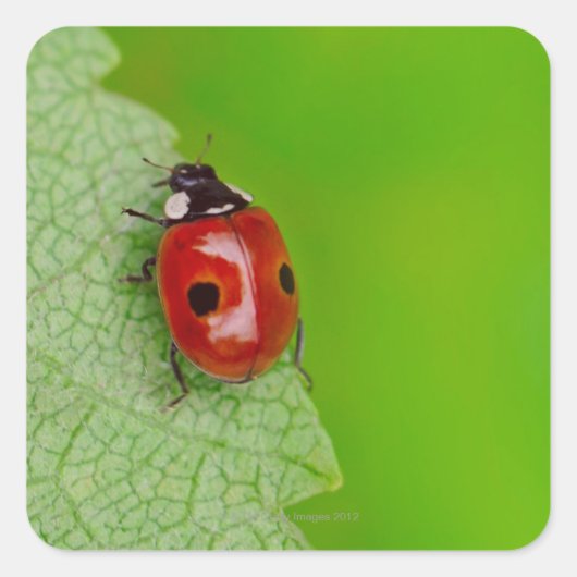 Sonnenaufgang über einem winzigen Ladybird Quadratischer Aufkleber (Vorderseite)