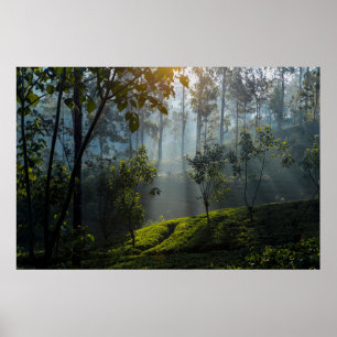 Sonnenaufgang über Maskeliya: Sri Lanka Tea Planta Poster