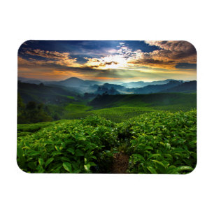 Sonnenaufgang über Tee-Bauernhof Magnet
