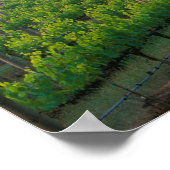 Sonnenaufgangsfarbe im Nebel hinten Poster (Ecke)