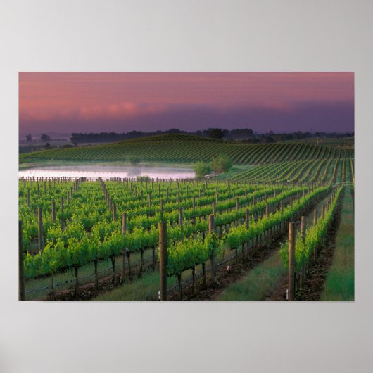 Sonnenaufgangsfarbe im Nebel hinten Poster (Vorne)