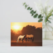 Sonnenaufgangspferde Postkarte (Stehend Vorderseite)