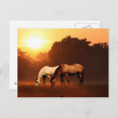Sonnenaufgangspferde Postkarte (Vorne/Hinten)