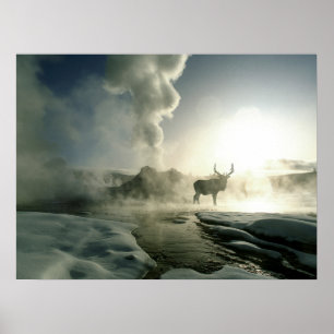 Sonnenaufgangssilhouette eines Elchs am Castle Gey Poster