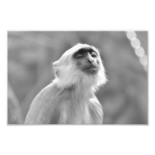 Sonnenbad Gray Langur Affe - Foto drucken (Vorne)