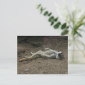 Sonnenbad Meerkat Postkarte (Stehend Vorderseite)