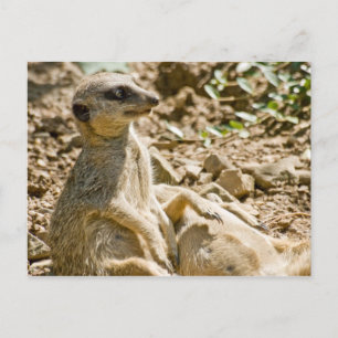 Sonnenbad Meerkats Postkarte