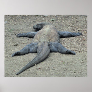 Sonnenbadedrache Poster