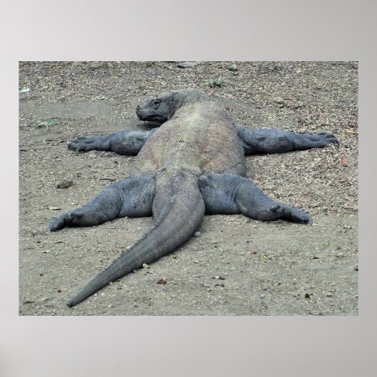 Sonnenbadedrache Poster (Vorne)