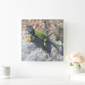 Sonnenbaden farbenfroh farbige Lizard-Fotografie Quadratische Wanduhr (Zuhause)