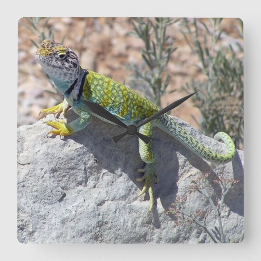 Sonnenbaden farbenfroh farbige Lizard-Fotografie Quadratische Wanduhr (Vorderseite)