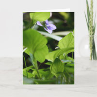 Sonnenbaden ? - Wilde Violetten - Blumenfotografie