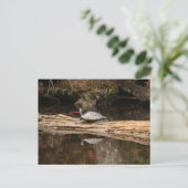 Sonnenbadeschildkröte Postkarte (Stehend Vorderseite)