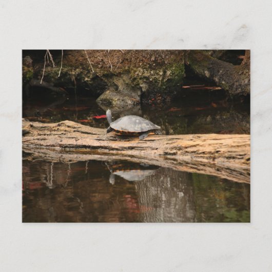 Sonnenbadeschildkröte Postkarte (Vorderseite)