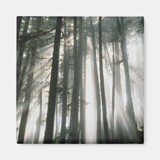 Sonnenbänke, die durch Bäume strömen, Berg Rainier Magnet (Vorne)