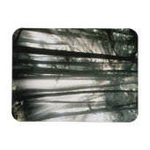 Sonnenbänke, die durch Bäume strömen, Berg Rainier Magnet (Horizontal)