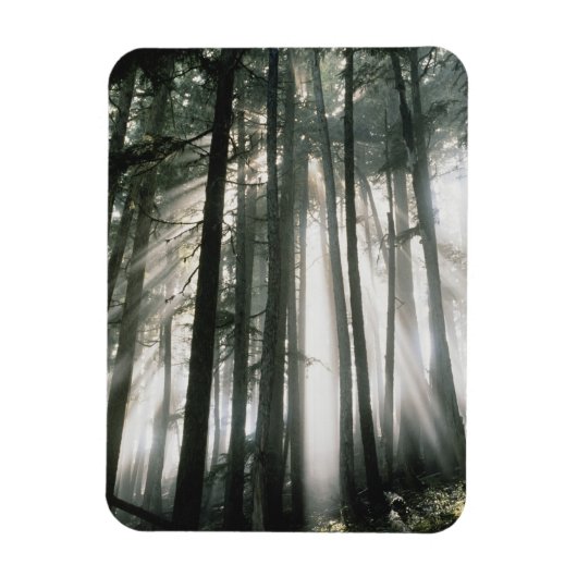 Sonnenbänke, die durch Bäume strömen, Berg Rainier Magnet (Vertikal)