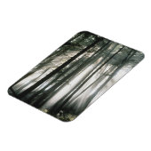 Sonnenbänke, die durch Bäume strömen, Berg Rainier Magnet (Linke Seite)