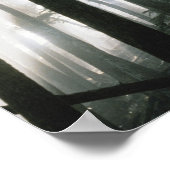 Sonnenbänke, die durch Bäume strömen, Berg Rainier Poster (Ecke)