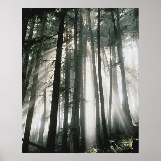 Sonnenbänke, die durch Bäume strömen, Berg Rainier Poster (Vorne)