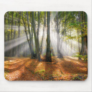 Sonnenbänke im Herbst in einem miessigen Buchenwal Mousepad