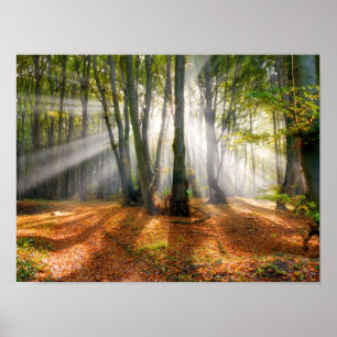 Sonnenbänke im Herbst in einem miessigen Buchenwal Poster