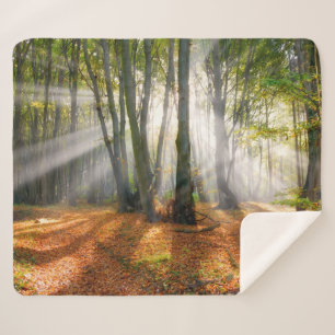 Sonnenbänke im Herbst in einem miessigen Buchenwal Sherpadecke