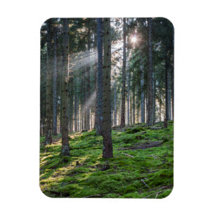 Sonnenbänke im Schwarzwald Magnet