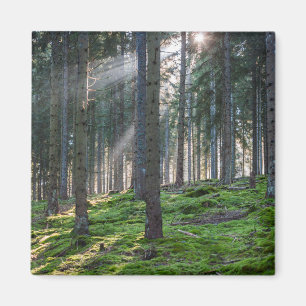 Sonnenbänke im Schwarzwald Magnet