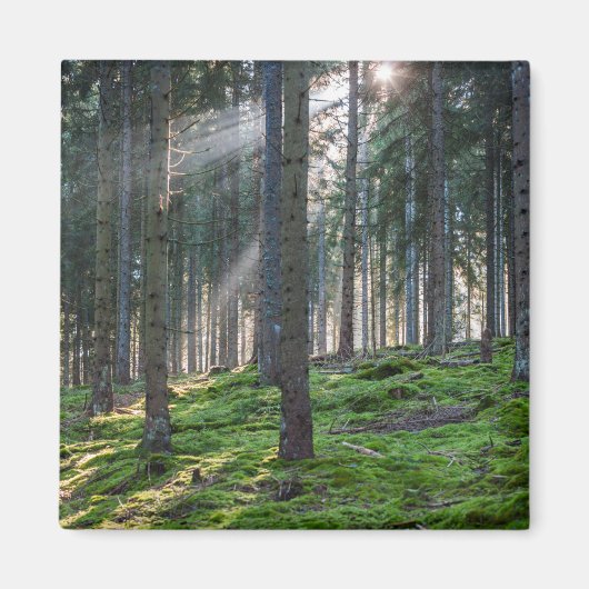 Sonnenbänke im Schwarzwald Magnet (Vorne)