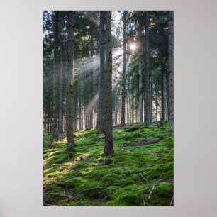 Sonnenbänke im Schwarzwald Poster