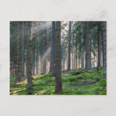 Sonnenbänke im Schwarzwald Postkarte (Vorderseite)