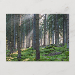 Sonnenbänke im Schwarzwald Postkarte