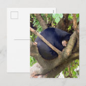 Sonnenbär Feiertagspostkarte (Vorne/Hinten)