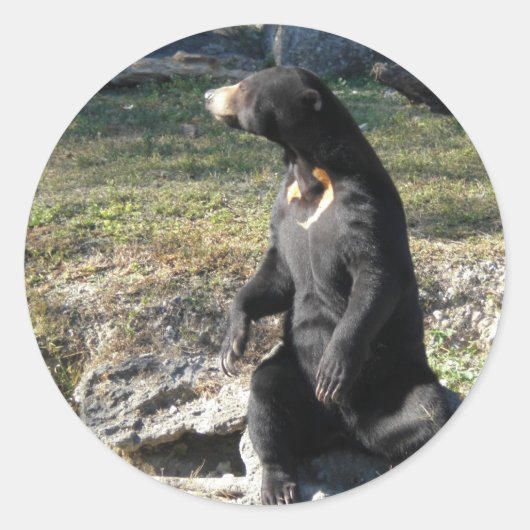 Sonnenbär im Zoo Runder Aufkleber (Vorderseite)